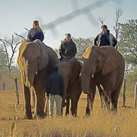 Elephants in the Refuge